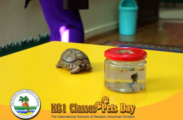 KG1 Classes - Pets Day